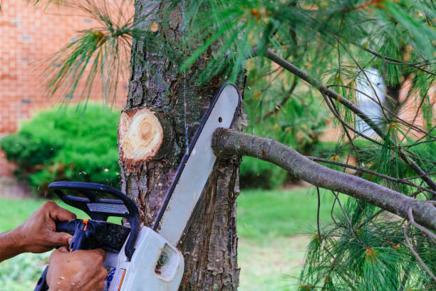 How Our Tree Care Process Works  in Gibsonton, FL